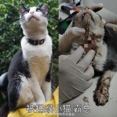 猫被卡住喉咙怎么办