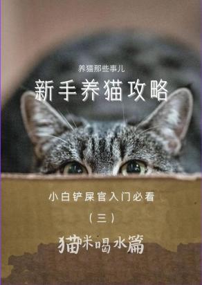 猫不爱喝水怎么引导他喝水-图1