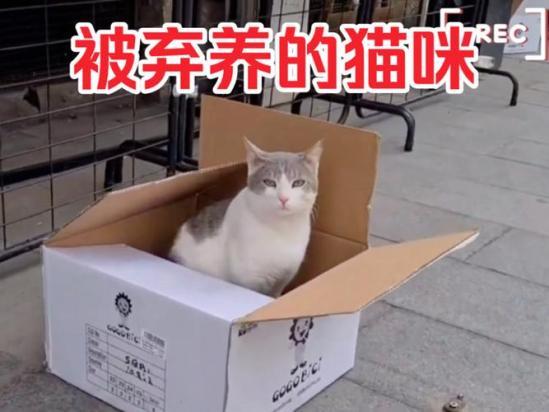 猫被扔了会恨主人吗