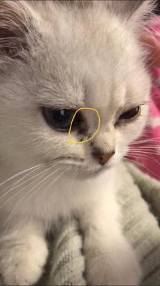 猫鼻支的症状-图1