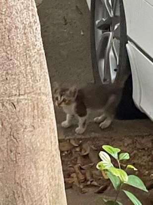 猫被锁在车里能坚持多久-图1