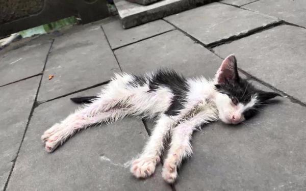 猫埋土里骨头会消失吗-图1