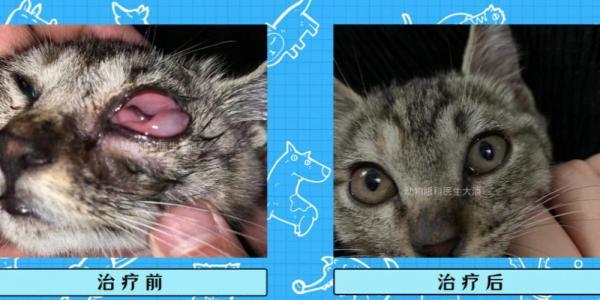 猫鼻支传染人类吗-图1