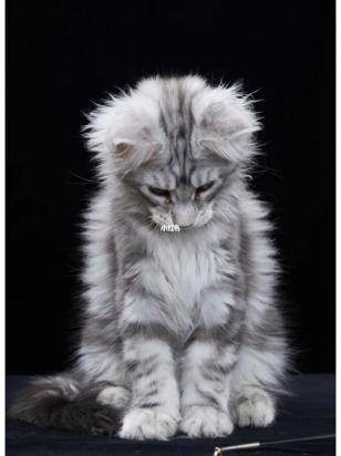 猫没有了胡须会怎样-图1
