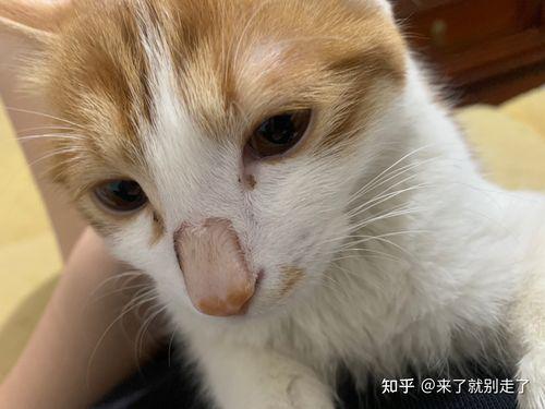 猫鼻子不湿润正常么-图1