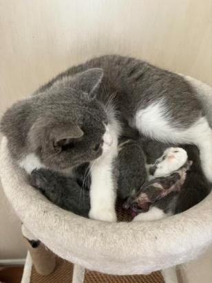 猫妈妈第几个月会赶走小猫-图1