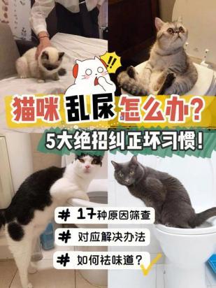 猫乱尿乱拉屎怎么解决方法-图1