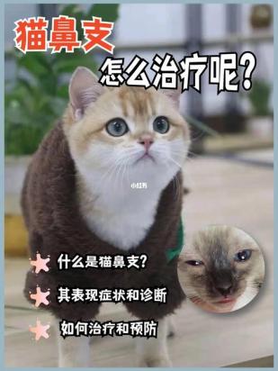 猫鼻支能治好吗-图1