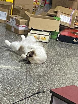 猫乱拉屎是怎么回事-图1