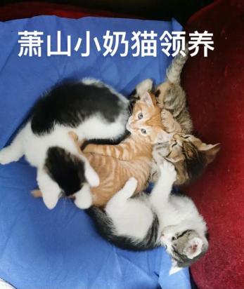 猫妈妈为什么要把小猫到处叼-图1