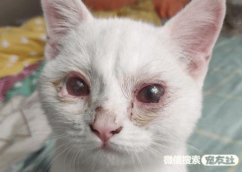 猫鼻支是什么症状-图1