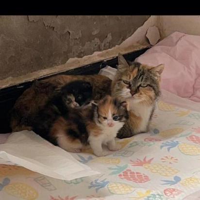 猫妈妈会丢下小猫不管吗-图1