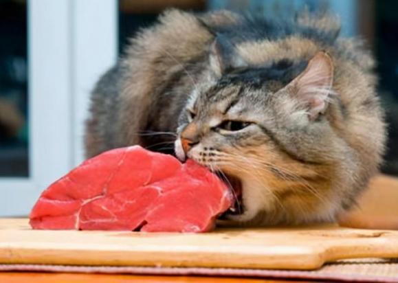 猫被鱼刺卡了能自愈吗-图1
