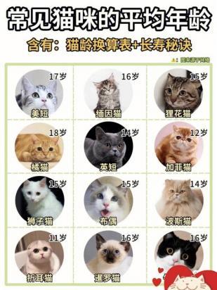 猫猫寿命有多长-图1