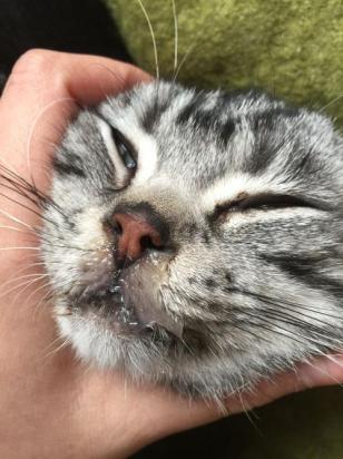 猫鼻支能自愈吗-图1