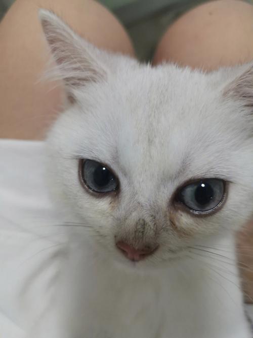 猫鼻子上没汗是什么原因-图1