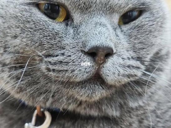猫鼻子干怎么回事-图1