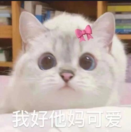猫表情的含义是什么-图1