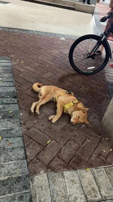 被主人遗弃的狗狗心理-图1