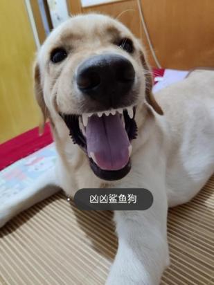 打狗狗反而更凶的吼你怎么办-图1