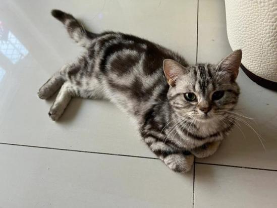 如何训练美国短毛猫听懂指令-图1