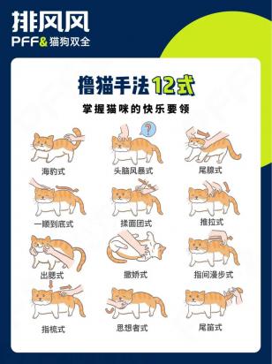 新加坡猫怎么训练-图1