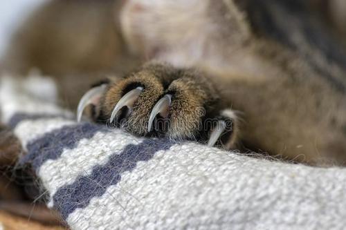 怎么防止伯曼猫乱抓家具-图1