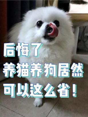 不想养狗了怎么处理-图1