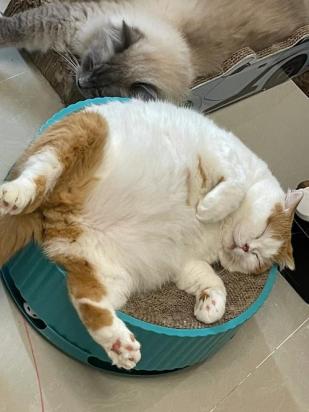怎么训练西伯利亚猫装死-图1