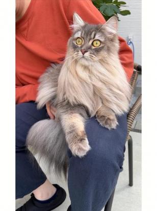 多大开始调教西伯利亚猫-图1