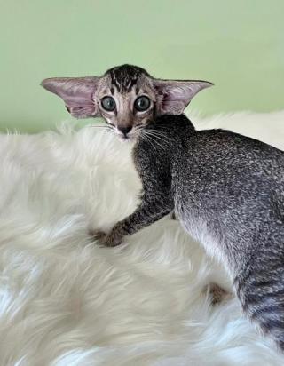 东方短毛猫怕水怎么办-图1