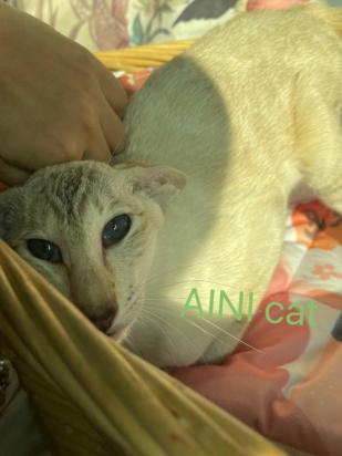 如何训练东方短毛猫不咬人-图1