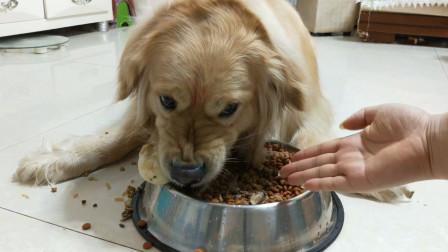 狗护食发出低吼声要打吗-图1