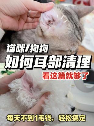 狗狗耳朵臭如何清理