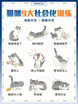 索马里猫怎么训练-图1