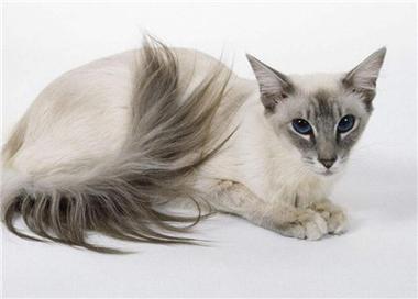 怎么训练巴厘猫睡猫窝-图1