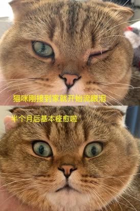 猫鼻支能彻底治好吗-图1