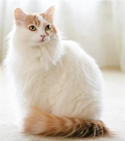 怎么训练土耳其梵猫不跳上床-图1