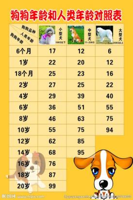 狗1岁相当于人多少岁-图1