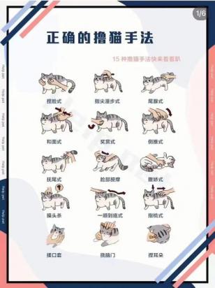 如何训练孟买猫不乱抓东西-图1