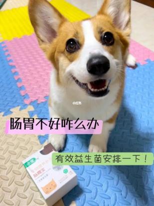 给狗喂益生菌的禁忌-图1