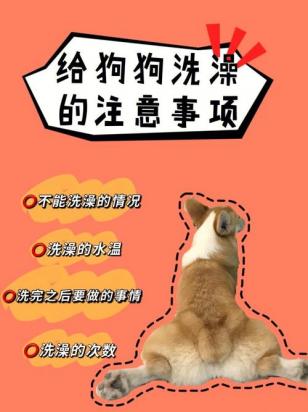 给狗洗澡要注意哪些事项