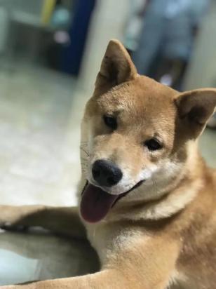 柴犬认主人后最明显的表现-图1