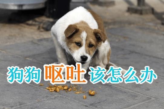 狗狗吃了生鸡肉呕吐怎么办-图1