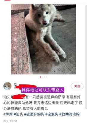 狗被抛弃后会跟别人走吗-图1
