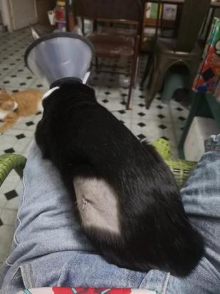 公犬绝育后几天能走路-图1