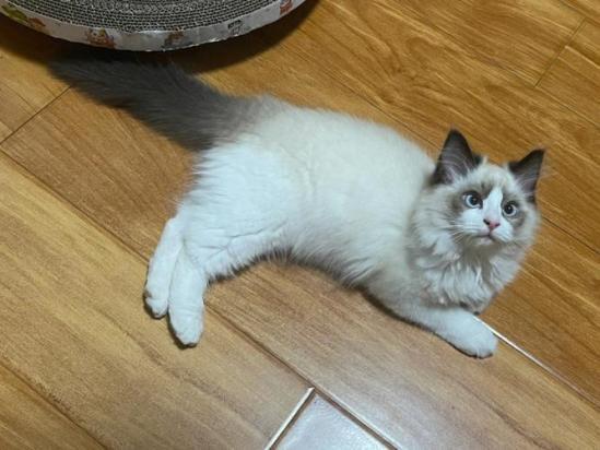 4个月的布偶猫好养活吗-图1