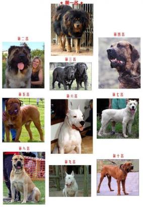 公犬霸气个性名字-图1
