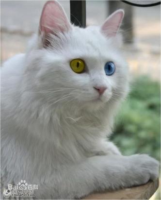 4个月的波斯猫好养活吗-图1