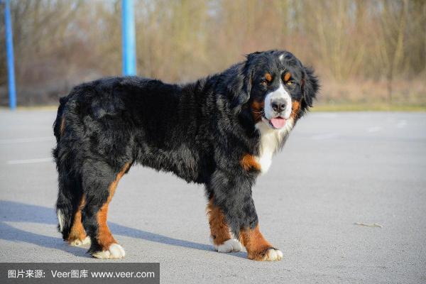 4个月的伯恩山犬好养活吗-图1